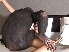 Zoo porno and bestiality video