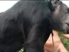 Free Zoo Sex Video